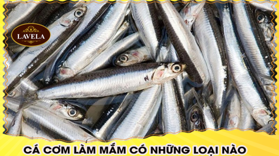 CÁ CƠM LÀM MẮM CÓ NHỮNG LOẠI NÀO?